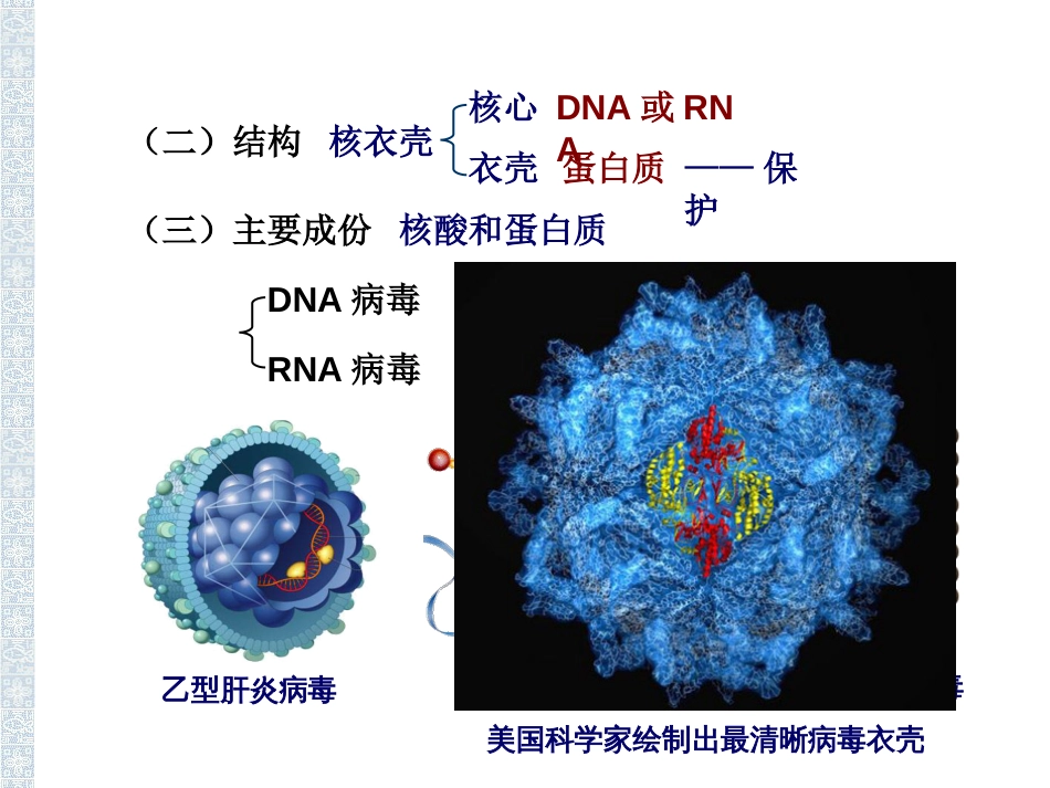 非细胞形态的生物——病毒(共页)_第3页