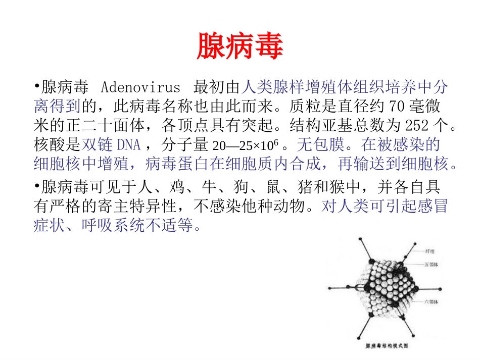 腺病毒载体构建[11页]_第2页