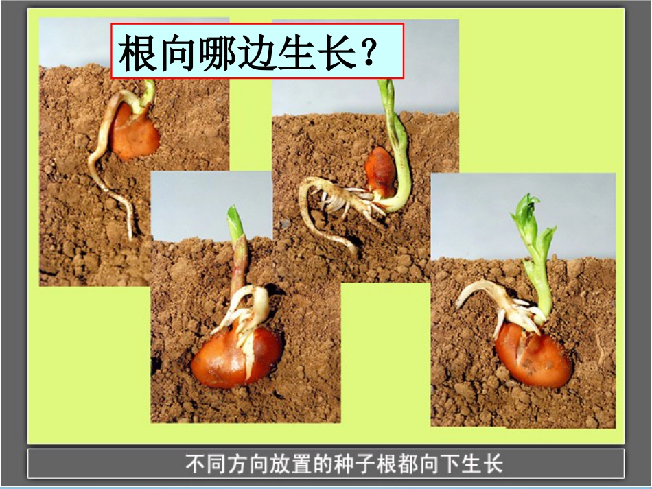 鄂教版四年级科学下册课件根朝哪边长_第2页