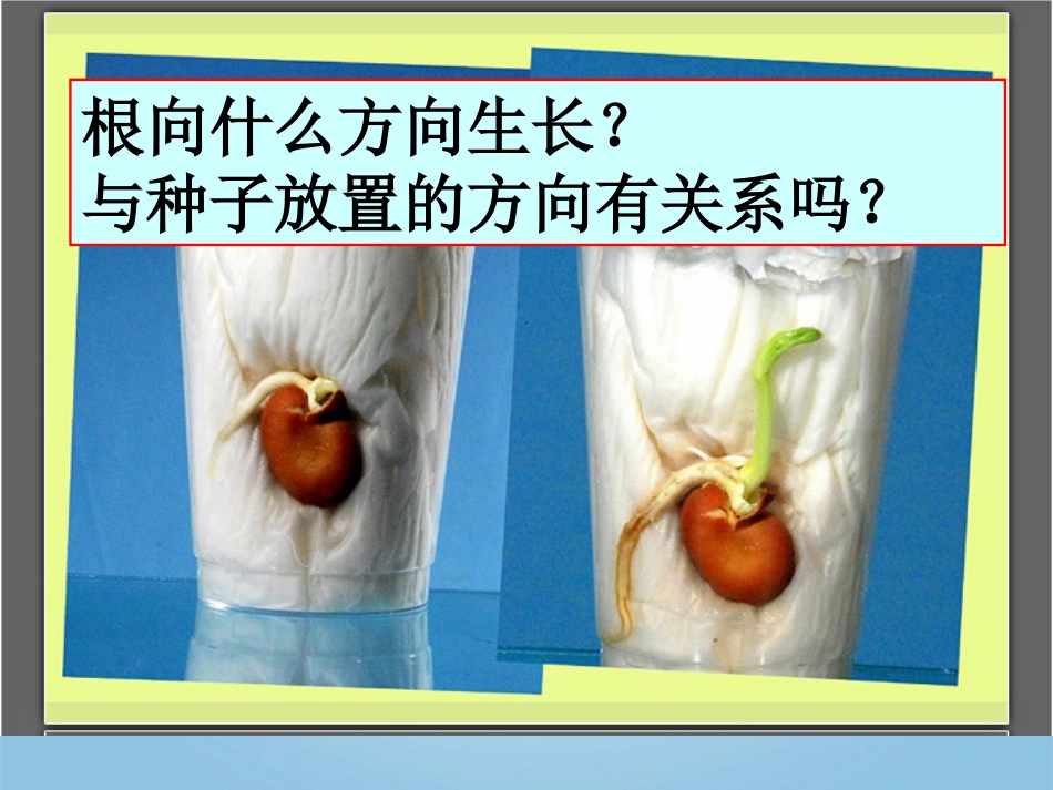鄂教版四年级科学下册课件根朝哪边长_第3页