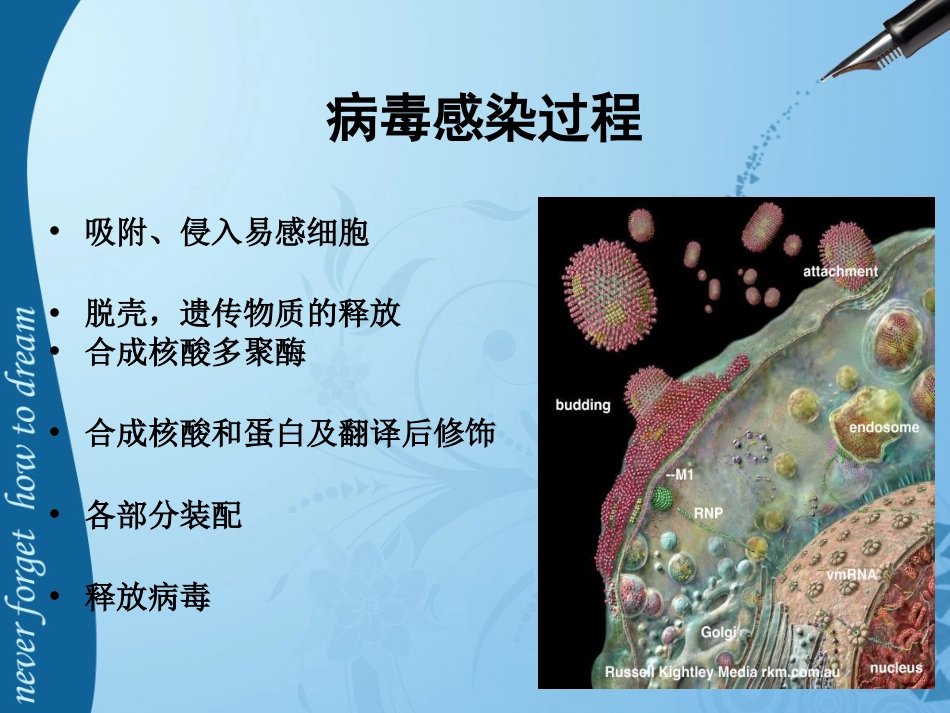 儿科常见病毒及抗病毒药物简化版(共77页)_第3页