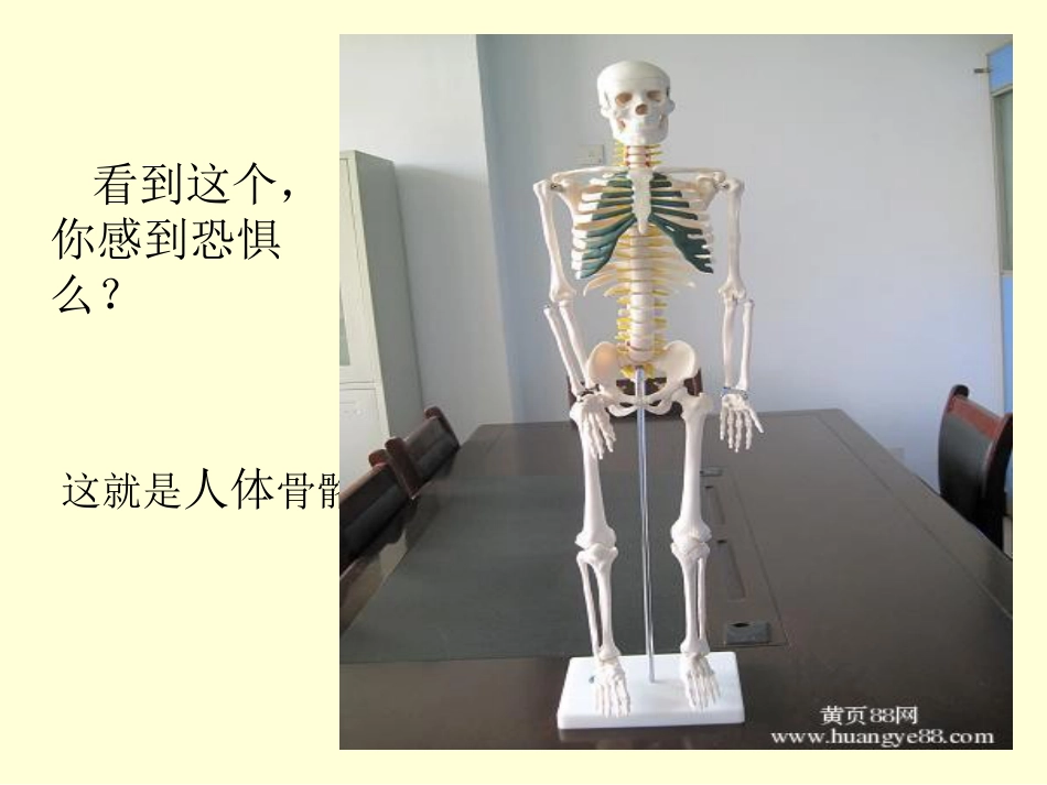 《骨骼》教学课件_第2页