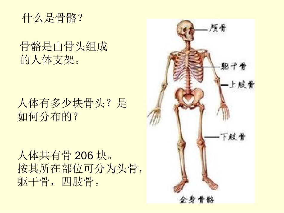 《骨骼》教学课件_第3页