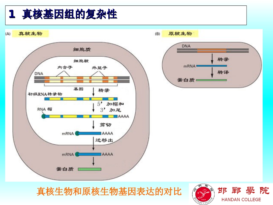 基因的表达调控上真核基因表达调控一般规律[114页]_第3页