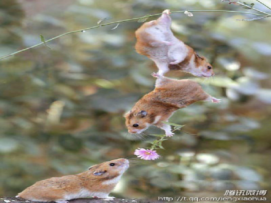 《动物游戏之谜》公开课获奖课件_第1页