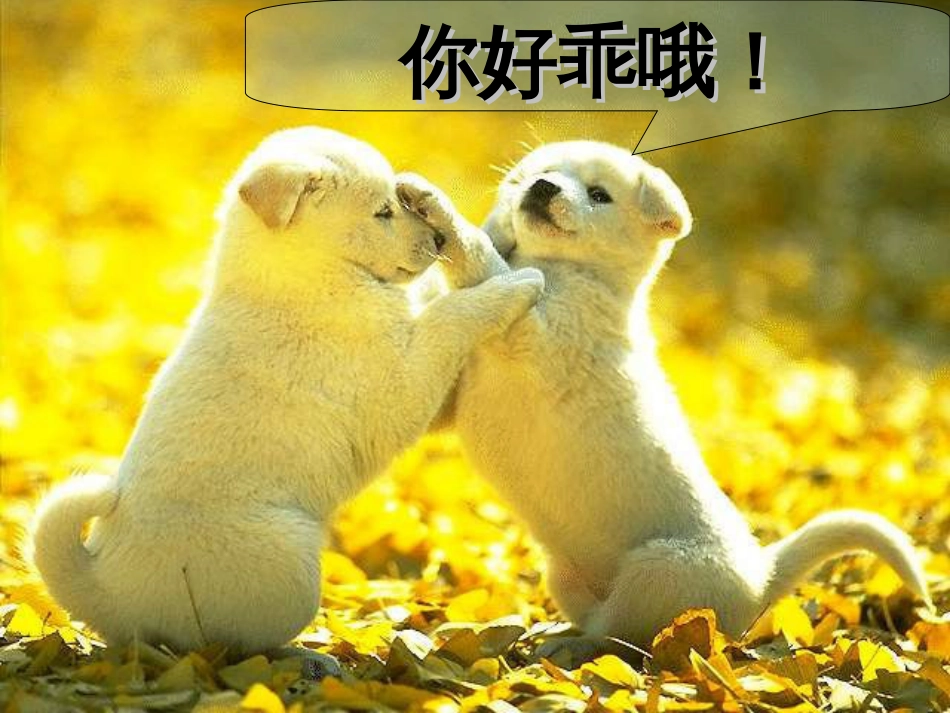 《动物游戏之谜》公开课获奖课件_第2页