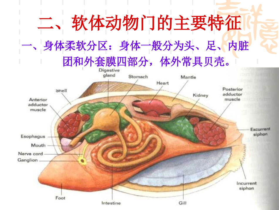 04软体动物的观察和解剖(共32页)_第1页