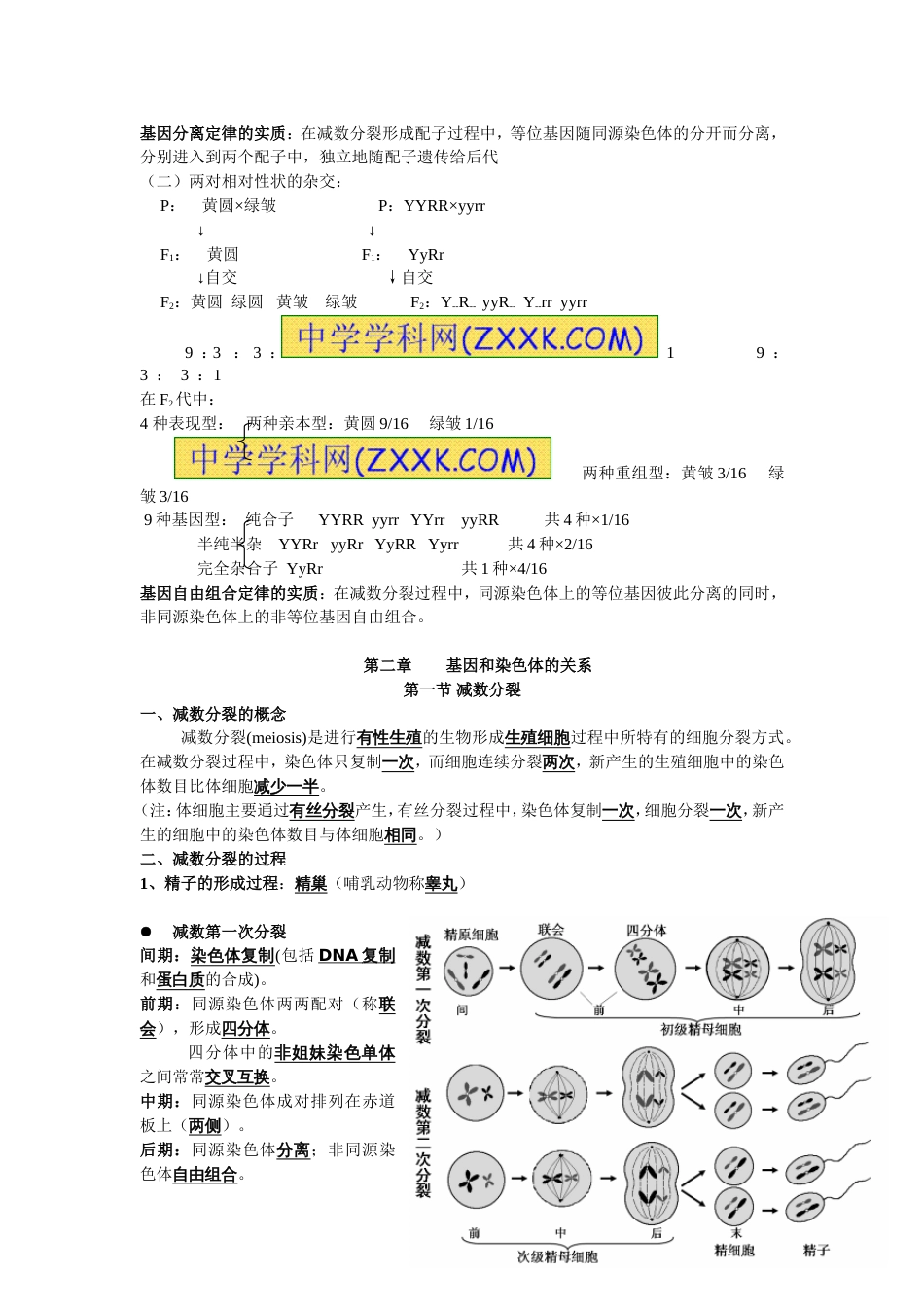 高中生物必修二知识点总结最全版_第2页