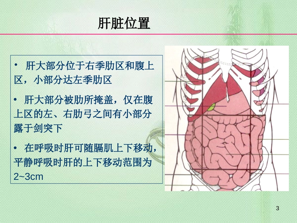 正常肝脏解剖及组织结构[共40页]_第3页