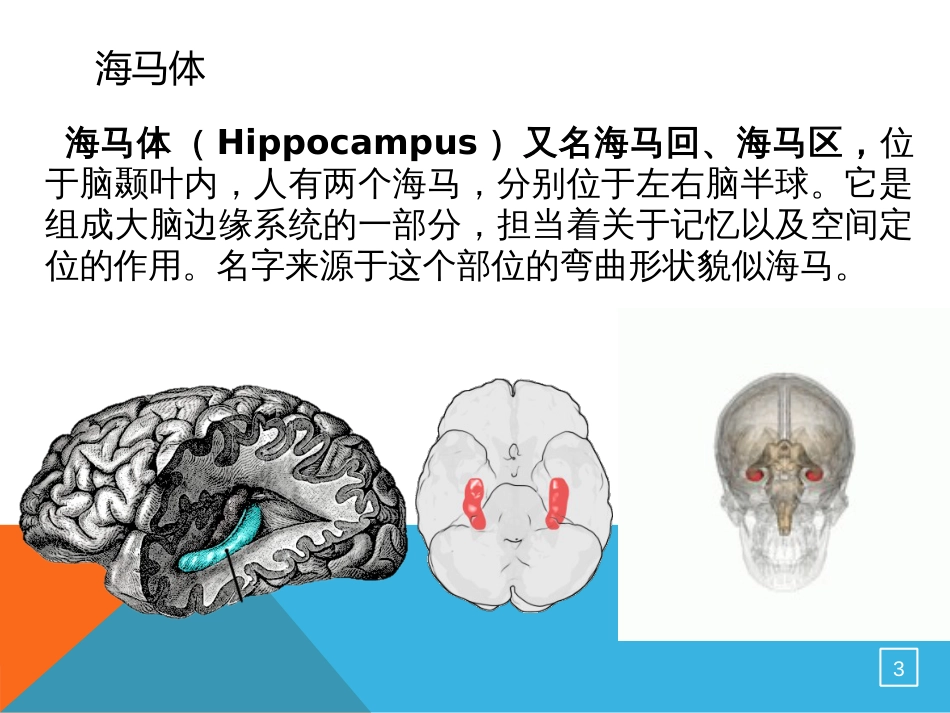 海马体与学习记忆共18页_第3页