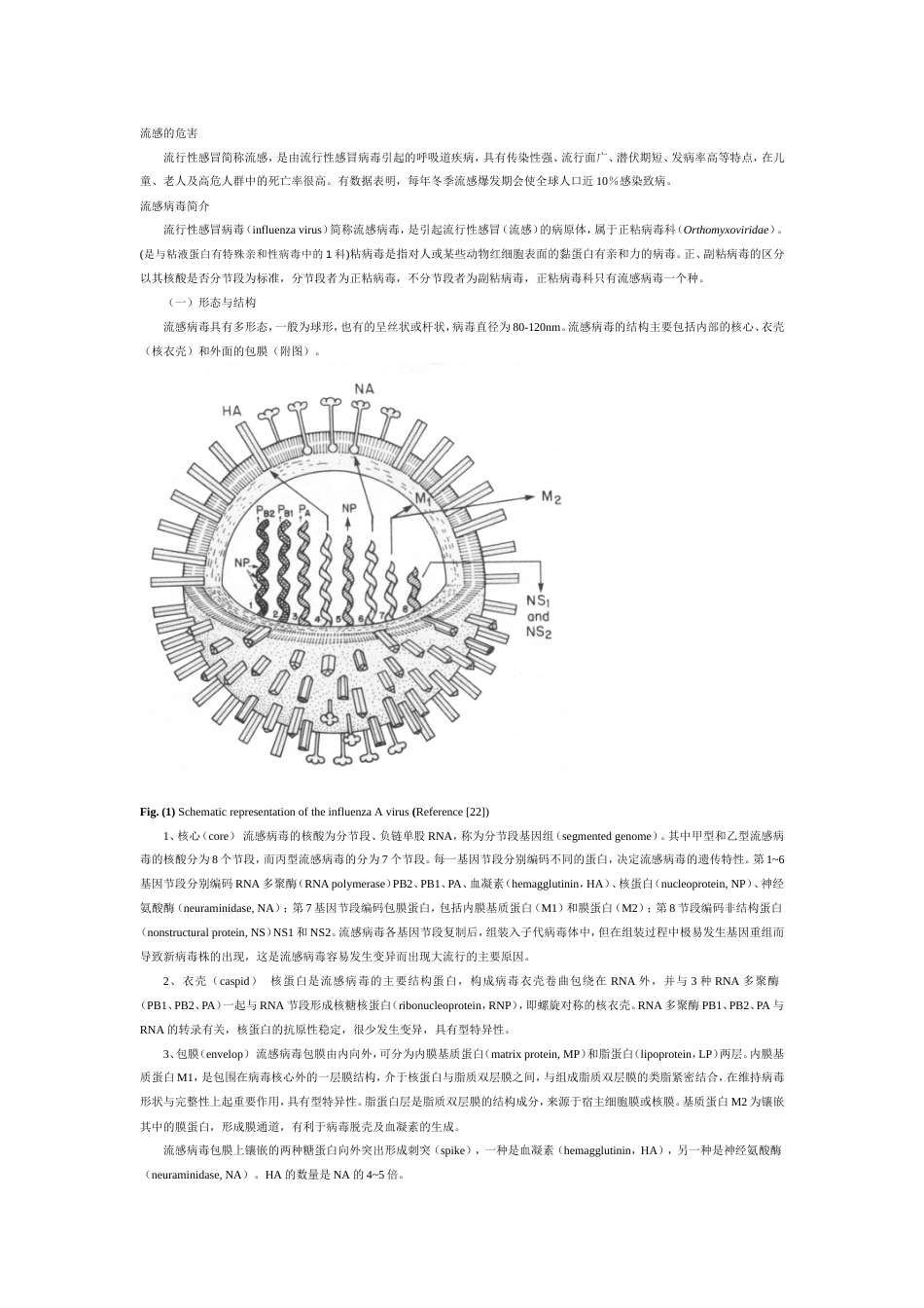 流感病毒基础知识_第1页