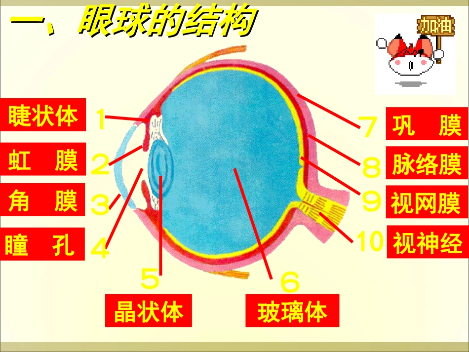 1[人体对外界环境的感知]课件_第2页