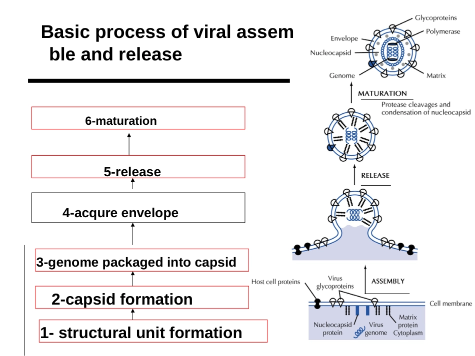 分子病毒学第l六章病毒装配成熟释放(共页)_第3页