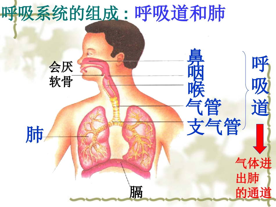 呼吸道对空气的处理公开课共28页_第3页