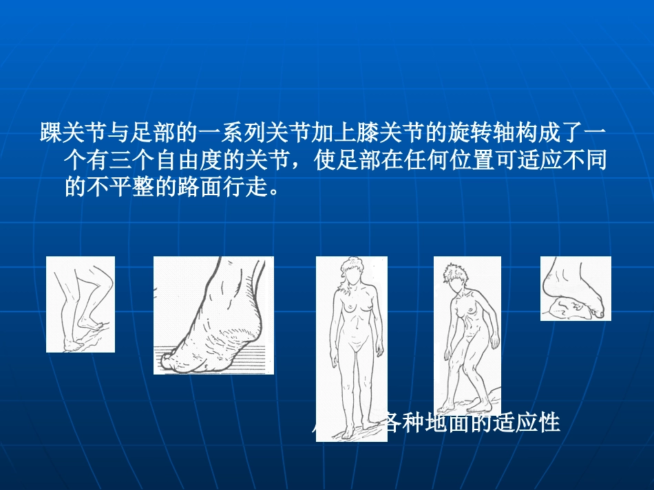 踝关节解剖详解共51页_第2页