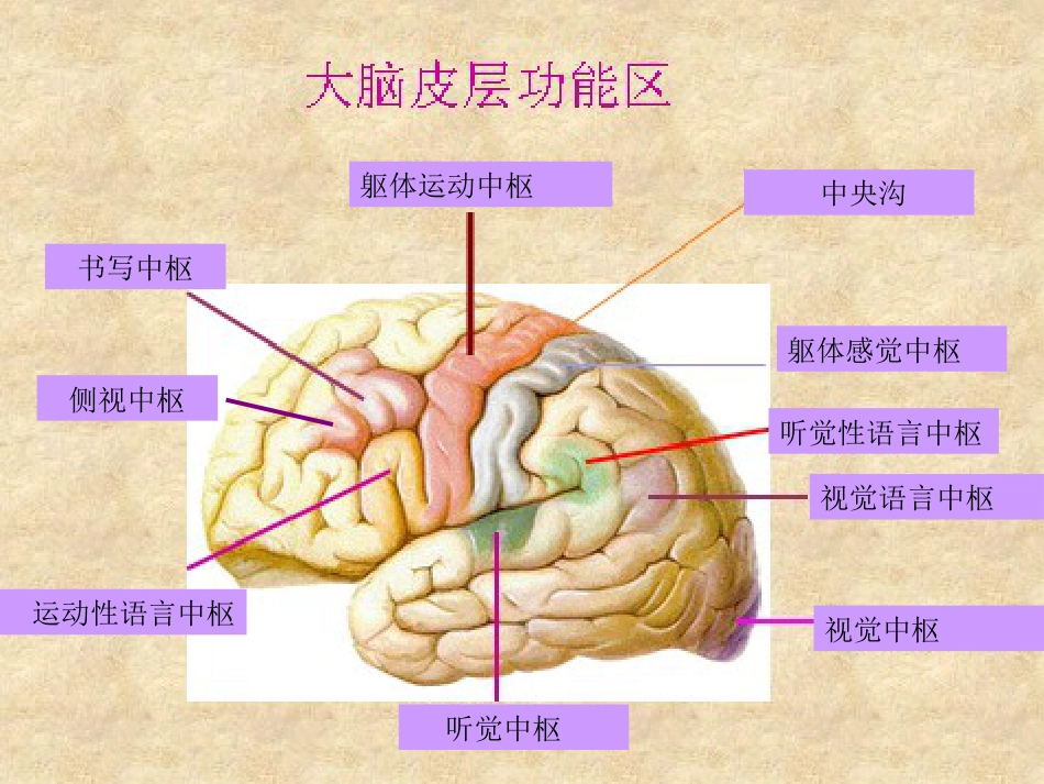 中枢神经各系统各部位损害的表现[共54页]_第2页