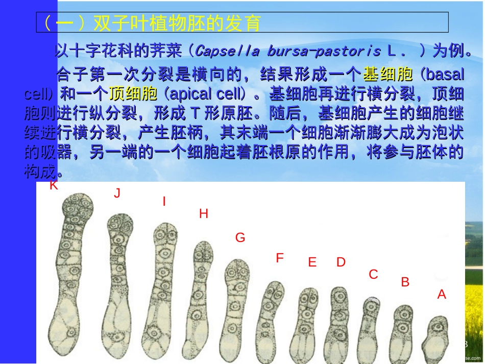 种子的发育过程[共35页]_第3页