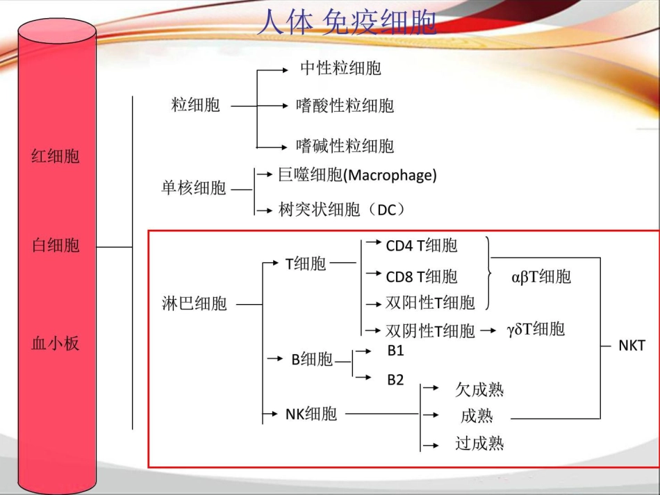 最新淋巴细胞亚群与肿瘤预后关系-药学医学精品资料_第2页