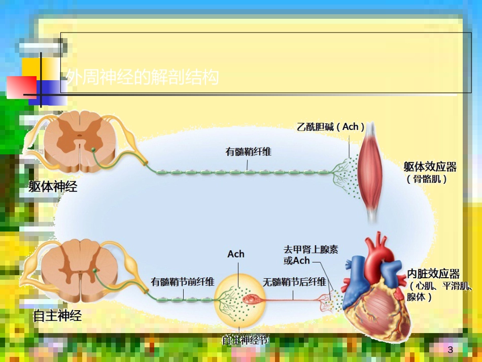 自主神经系统解剖和功能[共17页]_第3页