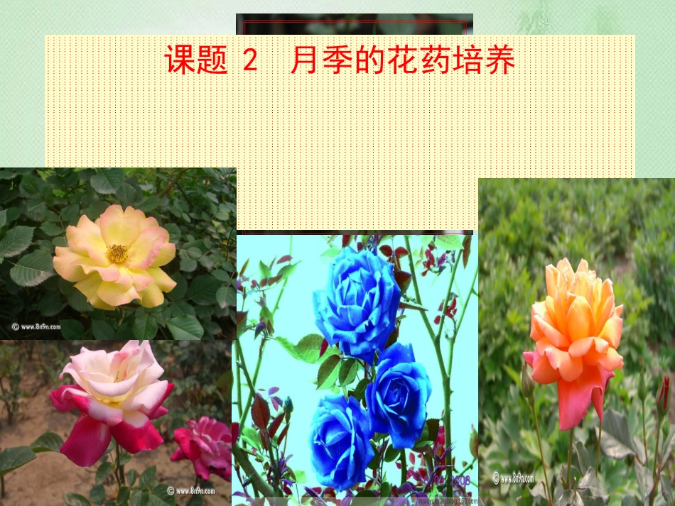 月季的花药培养详解[共35页]_第3页