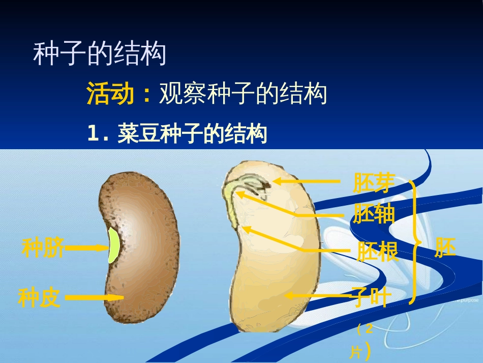 种子萌发形成幼苗[共10页]_第2页