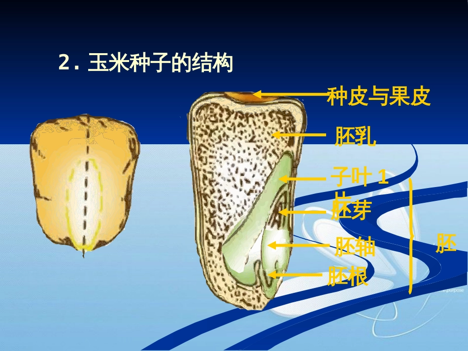 种子萌发形成幼苗[共10页]_第3页