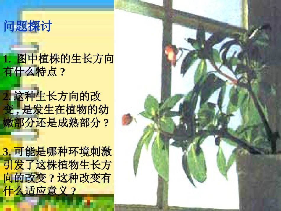 植物生长素的发现(动画很好)[共24页]_第3页