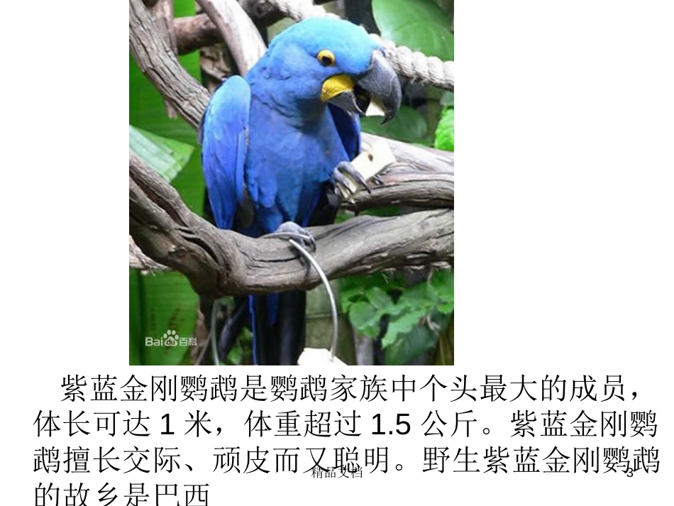 鹦鹉[共19页]_第3页