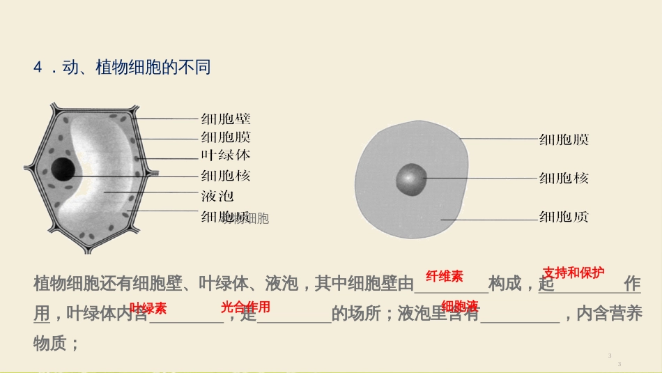 中考复习生命科学2生物体的结构层次_第3页