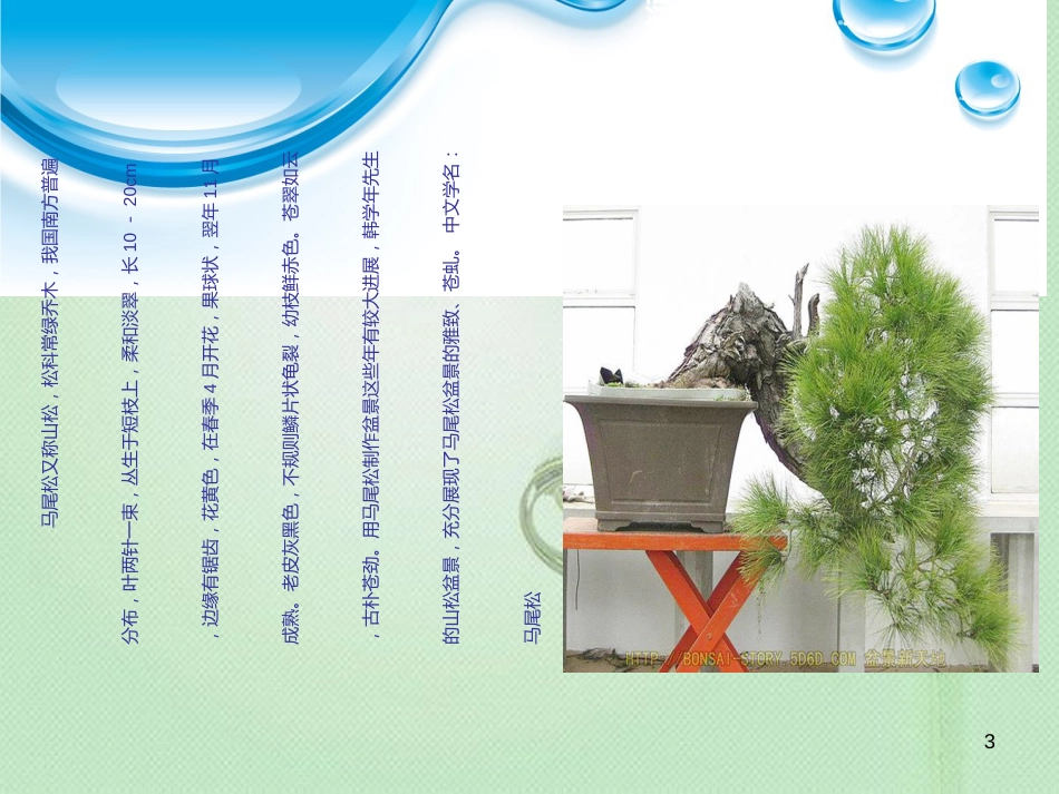植物讲解ppt[共14页]_第3页