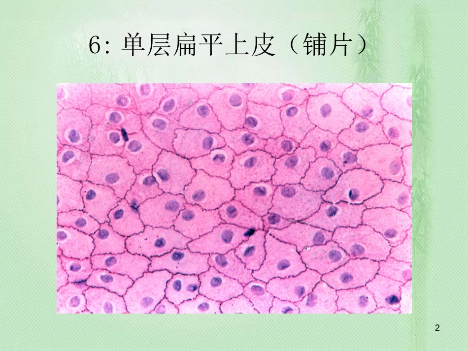 组织学与胚胎学图片[共78页]_第2页