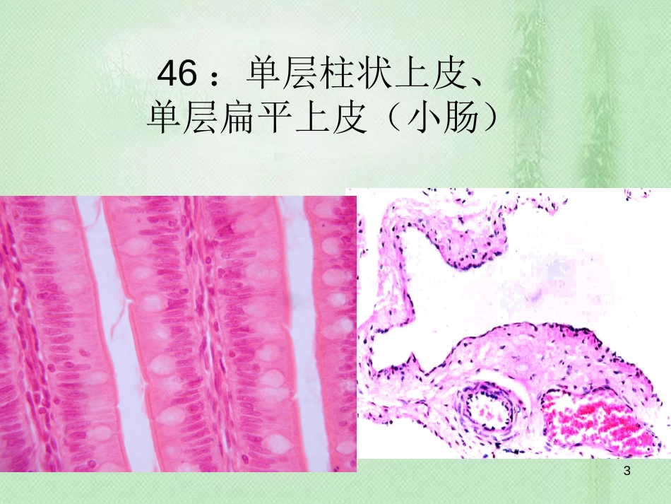 组织学与胚胎学图片[共78页]_第3页