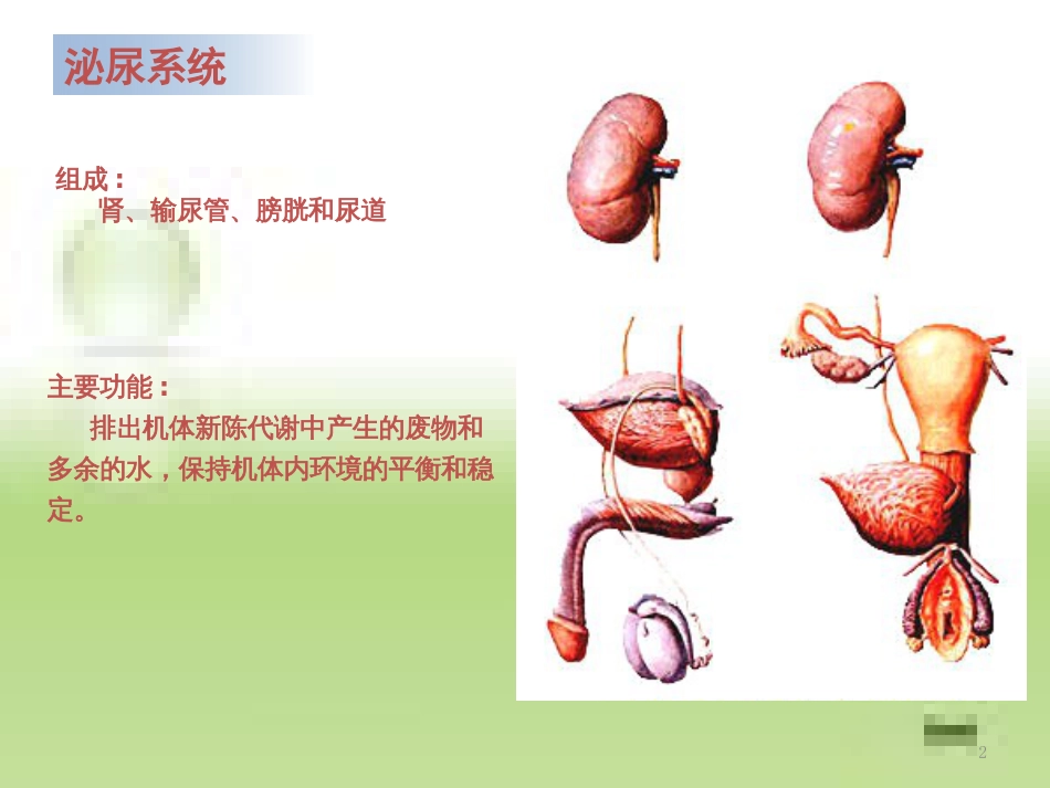 系统解剖学---泌尿生殖系统(一)_第2页