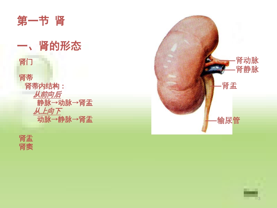 系统解剖学---泌尿生殖系统(一)_第3页