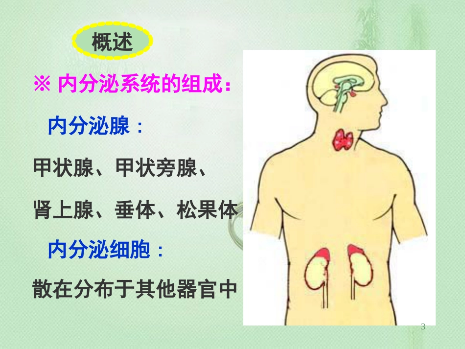 组织学与胚胎学 内分泌系统[共49页]_第3页