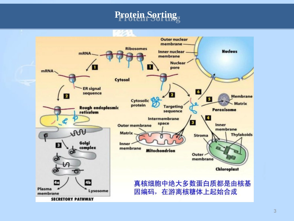 细胞生物学翟中和编-第8章-蛋白质分选与膜泡运输[共54页]_第3页