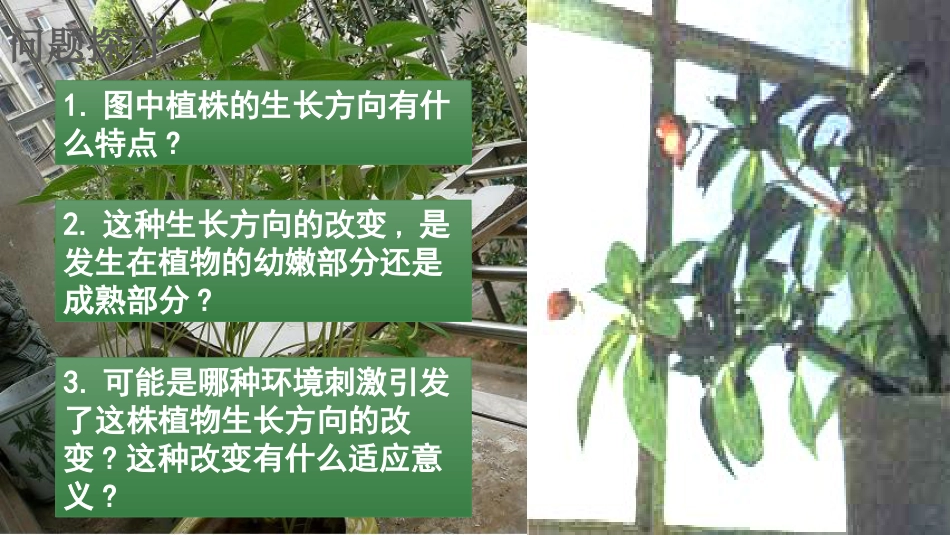 植物生长素的发现(优秀公开课)[共35页]_第3页