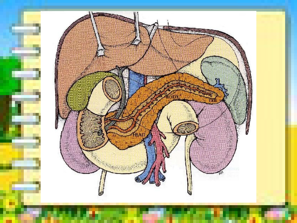 重症急性胰腺炎课件[共51页]_第3页