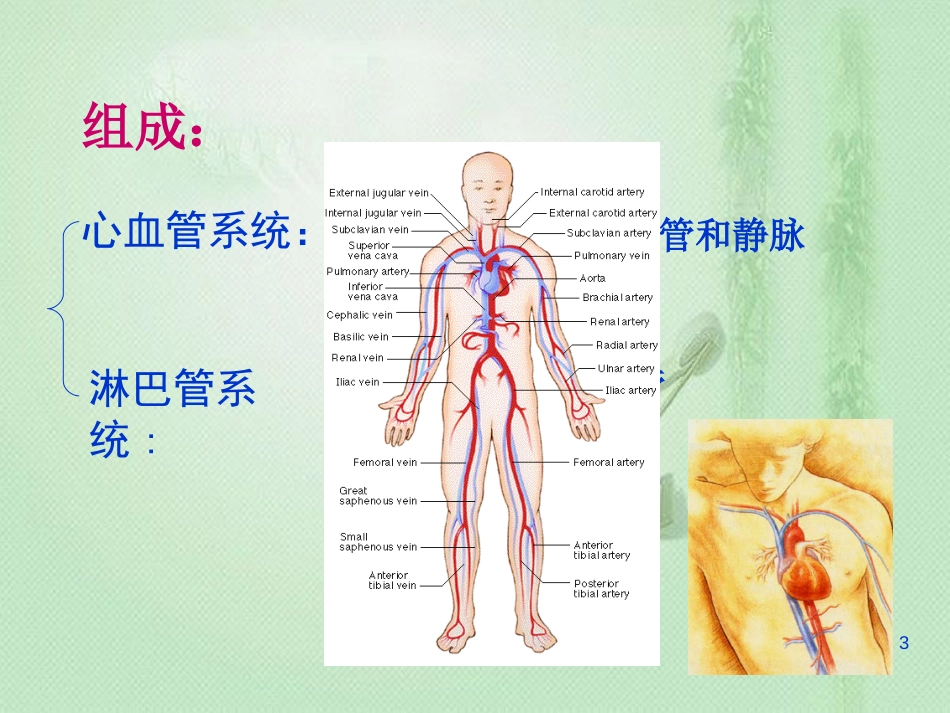 组织学与胚胎学_循环系统[共53页]_第3页