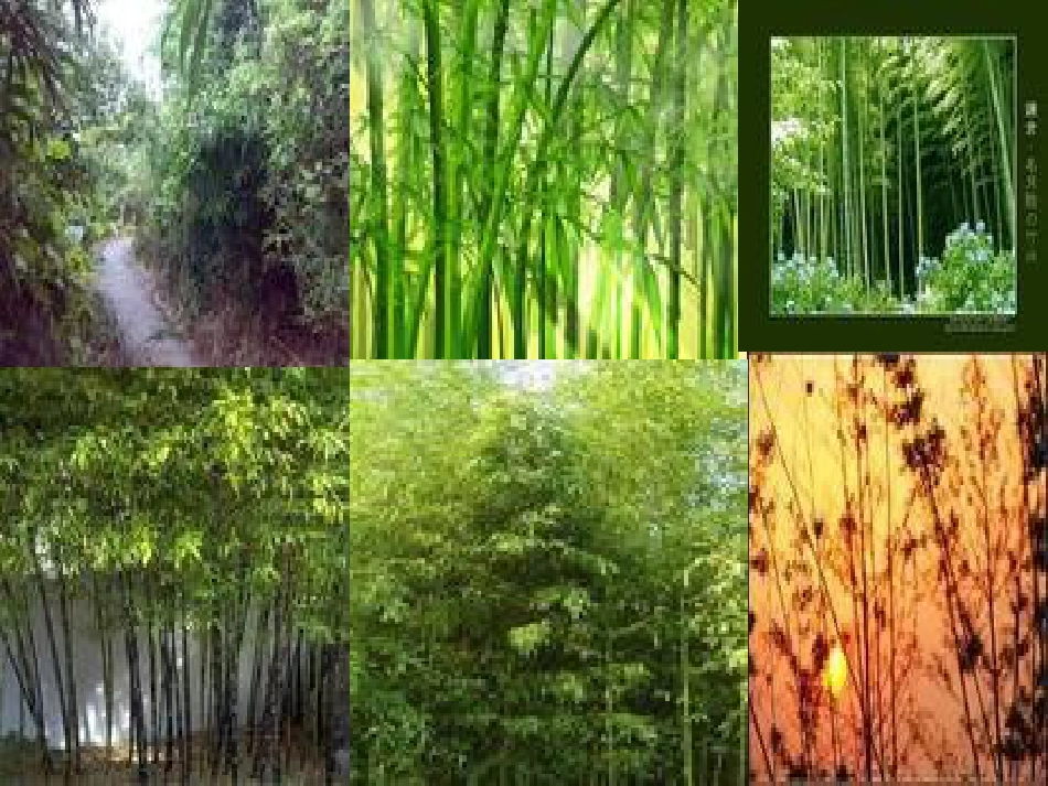 竹林的故事[共20页]_第2页