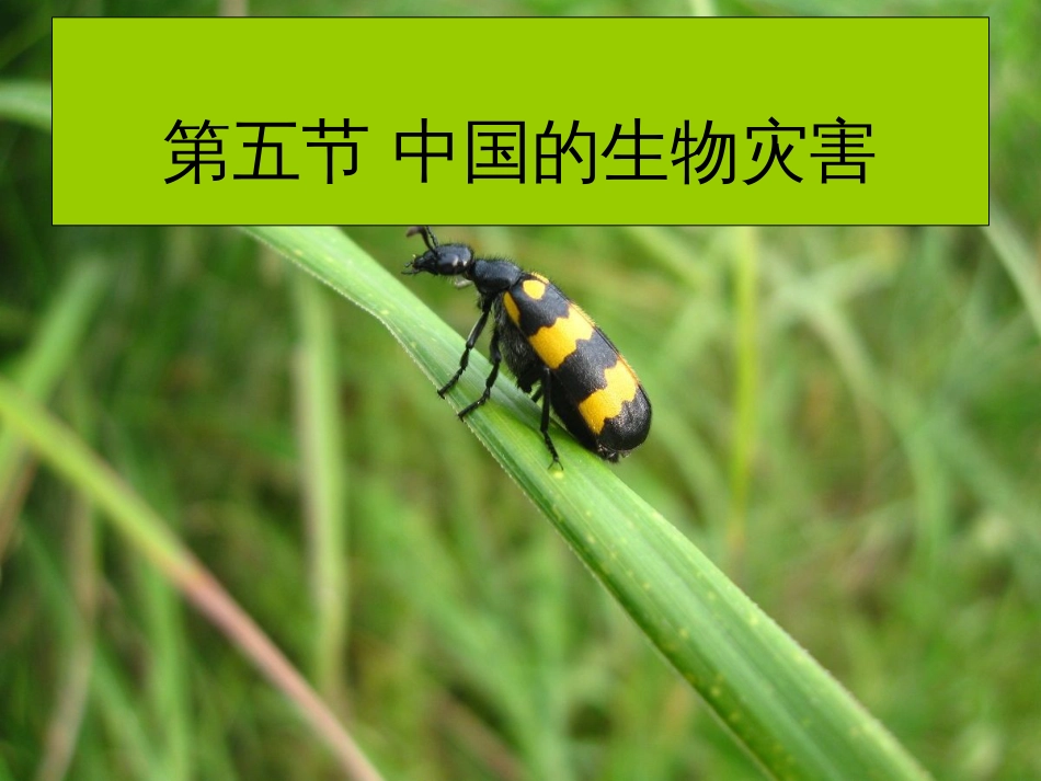 中国的生物灾害课件[共35页]_第2页