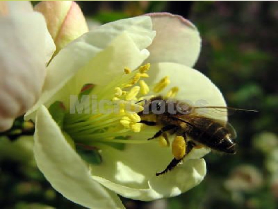 新人教版八年级生物下册植物的生殖课件[共36页]_第3页