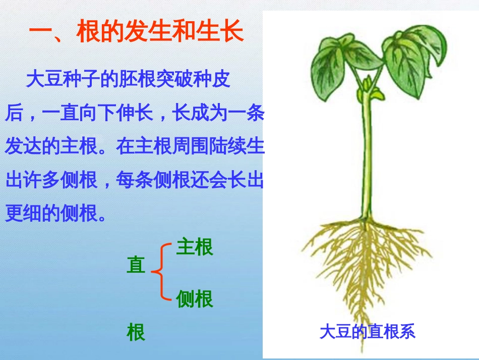 营养器官的生长[共23页]_第3页