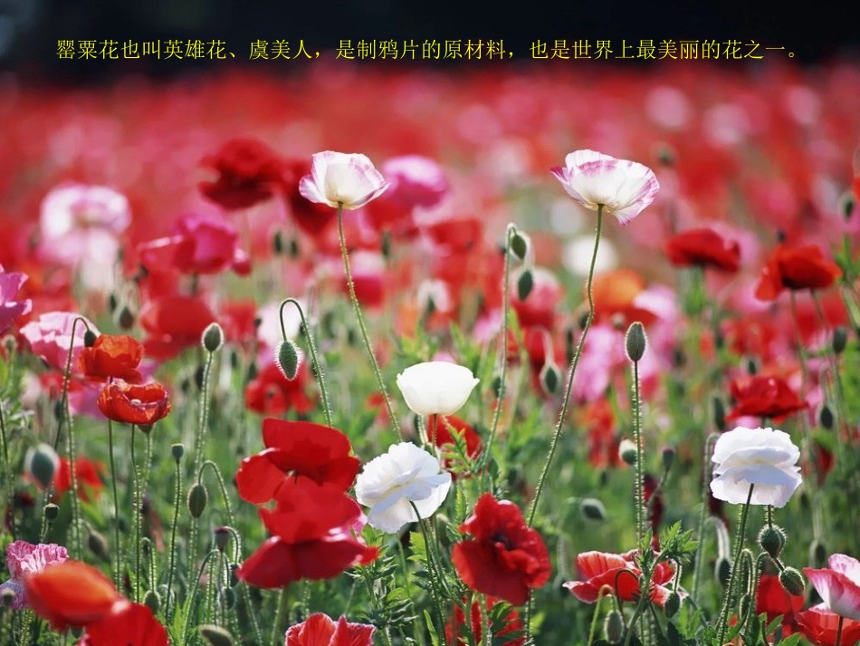 小学禁毒教育PPT[共34页]_第3页