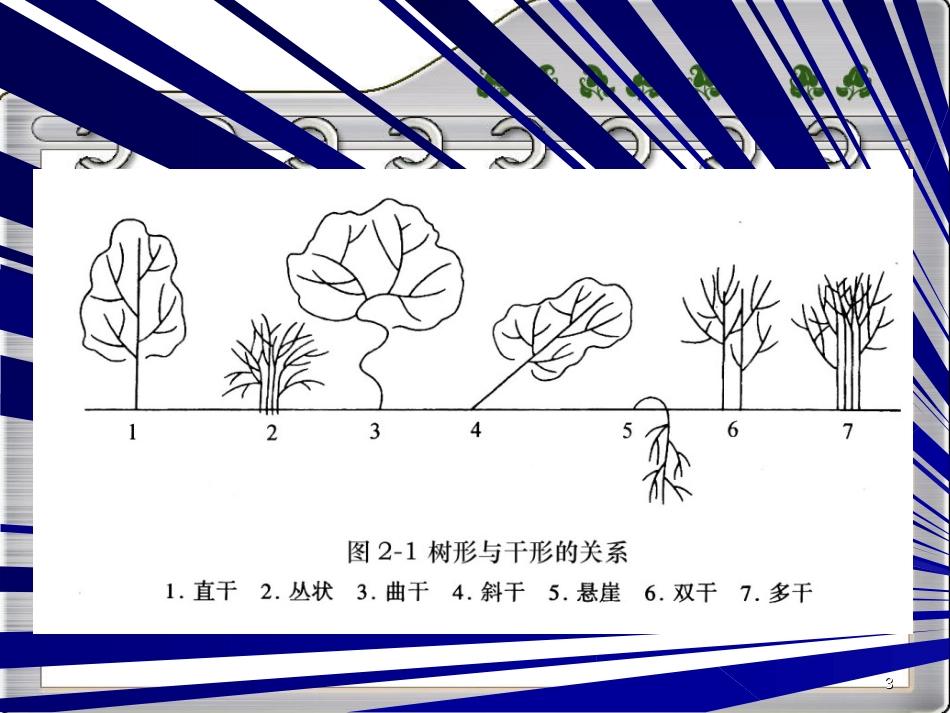 园林树木整形修剪[共176页]_第3页