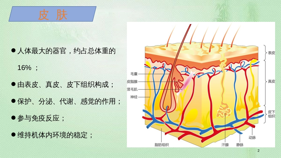 组织工程皮肤ppt[共18页]_第2页