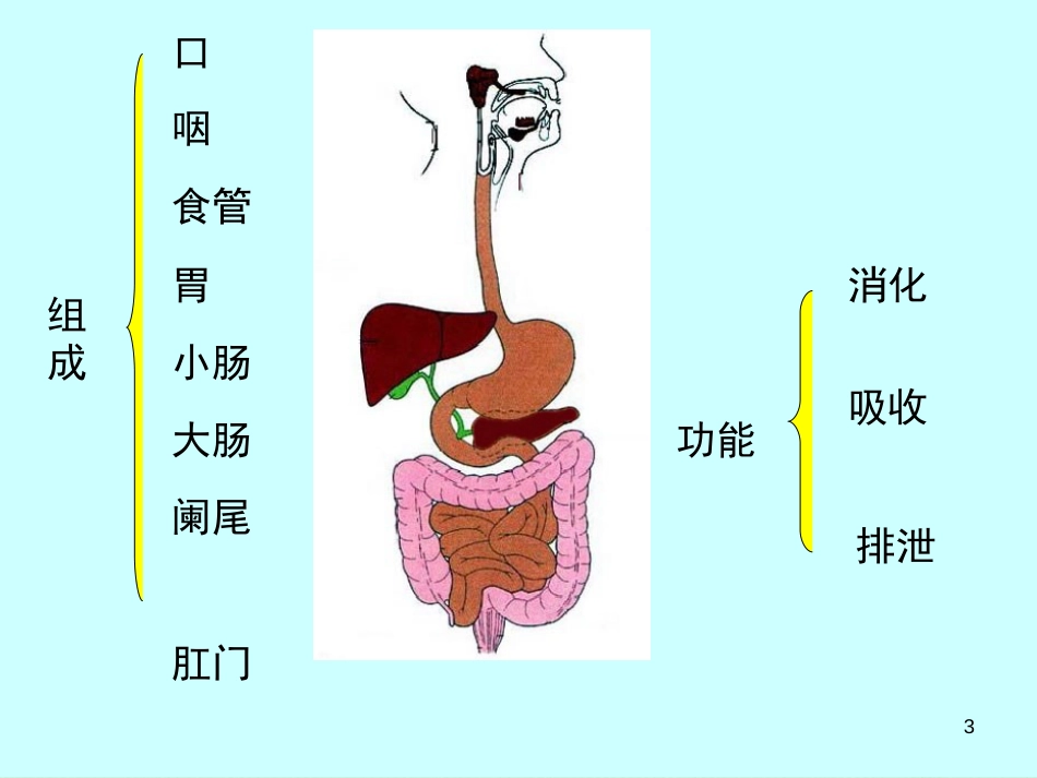 组织胚胎学课件-消化系统[共46页]_第3页