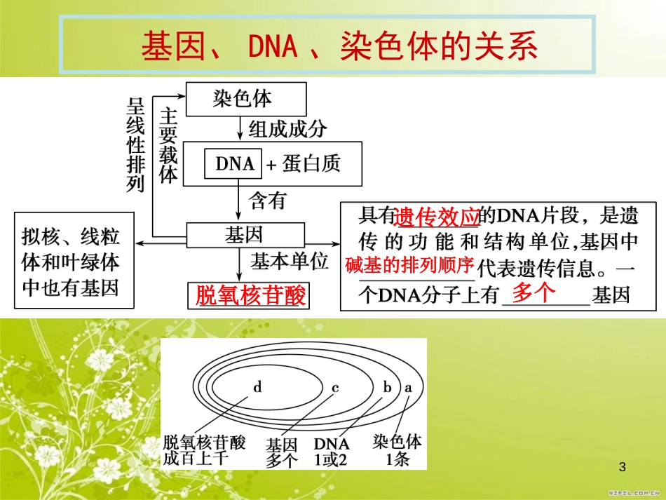 一轮复习13.基因的本质_第3页