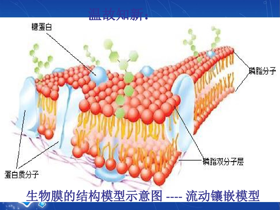 物质进出细胞的方式.ppt[共26页]_第1页