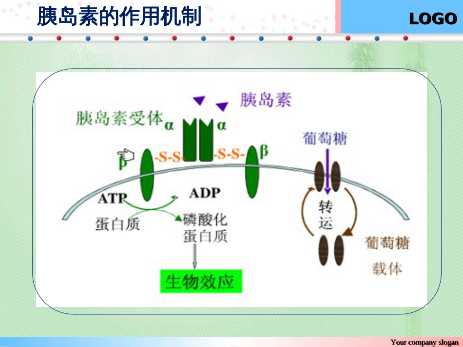 胰岛素作用机制[共7页]_第3页
